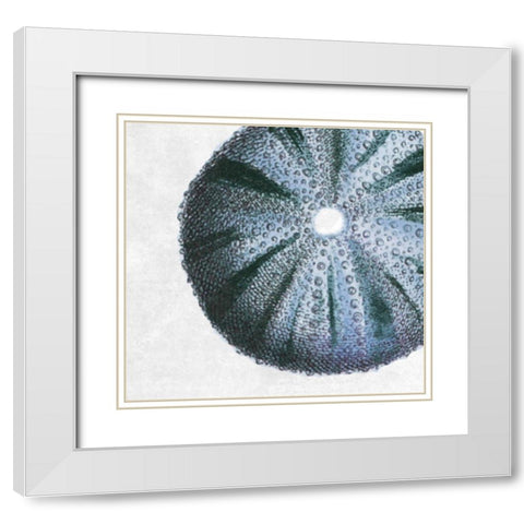 Urchin Shell 3 White Modern Wood Framed Art Print with Double Matting by Lewis, Sheldon