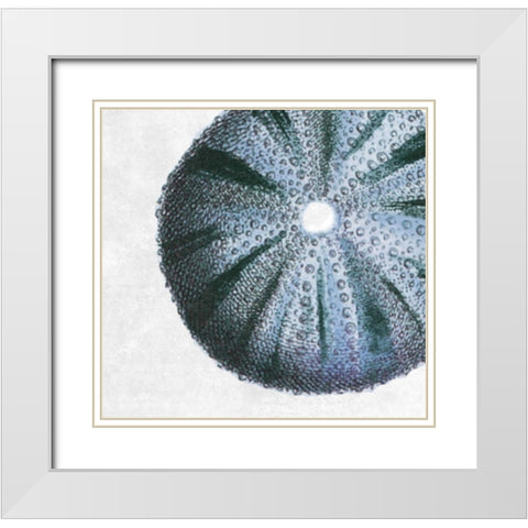 Urchin Shell 3 White Modern Wood Framed Art Print with Double Matting by Lewis, Sheldon