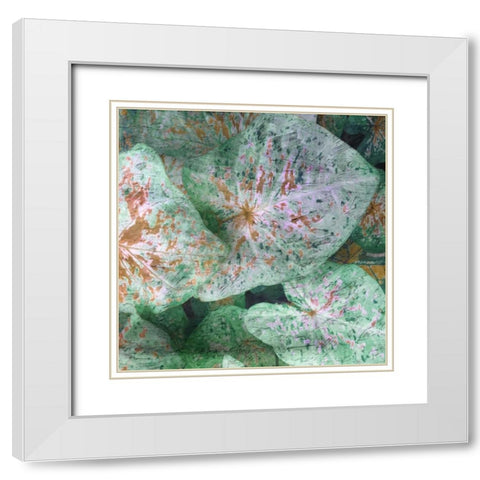 Tropical Plant 1 White Modern Wood Framed Art Print with Double Matting by Lewis, Sheldon