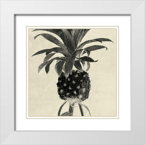 Terrarium Pine 1 White Modern Wood Framed Art Print with Double Matting by Lewis, Sheldon