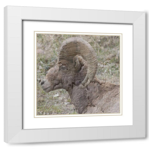 Big Horn White Modern Wood Framed Art Print with Double Matting by Lewis, Sheldon