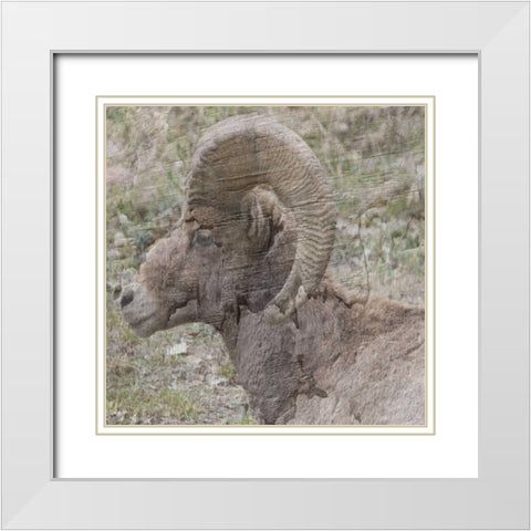 Big Horn White Modern Wood Framed Art Print with Double Matting by Lewis, Sheldon