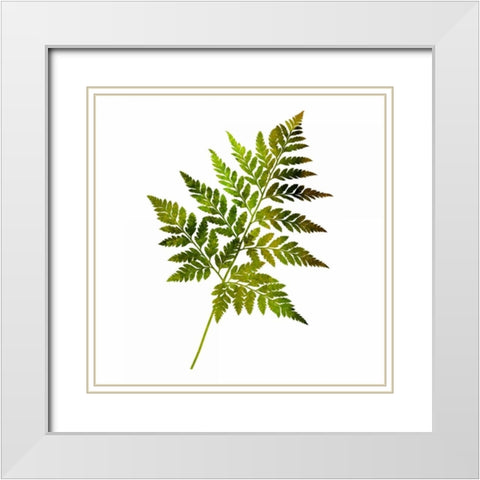 Kings Brush 2 White Modern Wood Framed Art Print with Double Matting by Lewis, Sheldon