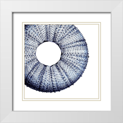 Urchin Shell 1 White Modern Wood Framed Art Print with Double Matting by Lewis, Sheldon
