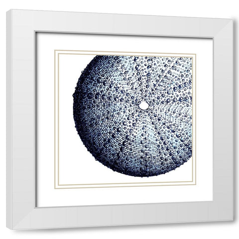 Urchin Shell 2 White Modern Wood Framed Art Print with Double Matting by Lewis, Sheldon