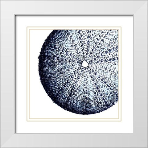 Urchin Shell 2 White Modern Wood Framed Art Print with Double Matting by Lewis, Sheldon