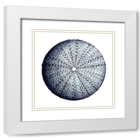Urchin Shell 4 White Modern Wood Framed Art Print with Double Matting by Lewis, Sheldon