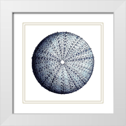 Urchin Shell 4 White Modern Wood Framed Art Print with Double Matting by Lewis, Sheldon