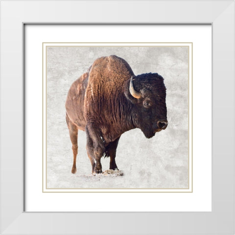 Run Wild White Modern Wood Framed Art Print with Double Matting by Lewis, Sheldon