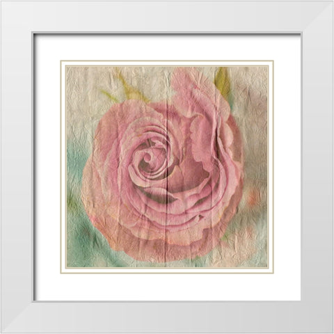 Vintage Rose White Modern Wood Framed Art Print with Double Matting by Lewis, Sheldon