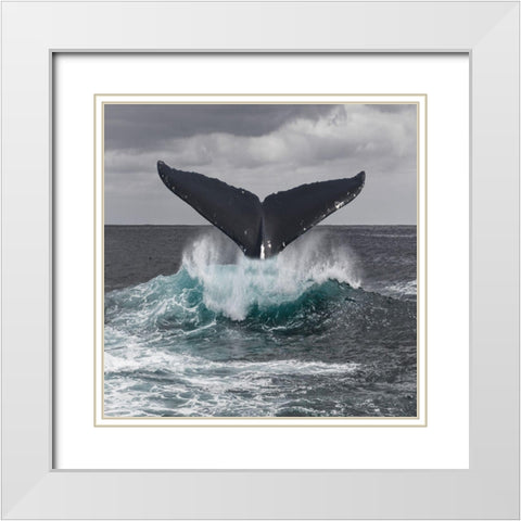 St Vincent Coast White Modern Wood Framed Art Print with Double Matting by Lewis, Sheldon