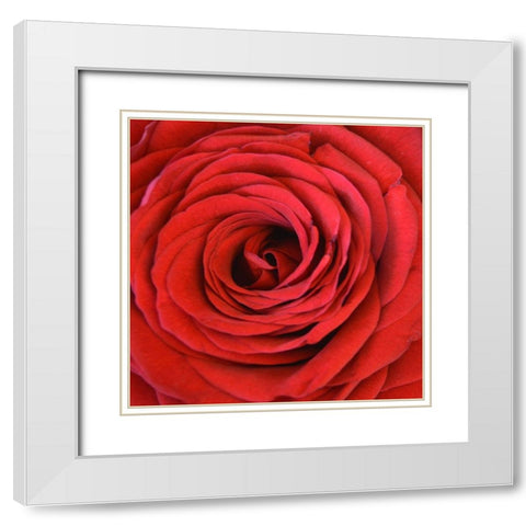 Heart Of The Rose White Modern Wood Framed Art Print with Double Matting by Lewis, Sheldon