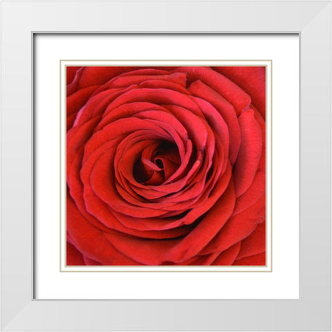 Heart Of The Rose White Modern Wood Framed Art Print with Double Matting by Lewis, Sheldon