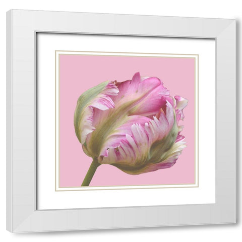 Magnificent Blossom White Modern Wood Framed Art Print with Double Matting by Lewis, Sheldon
