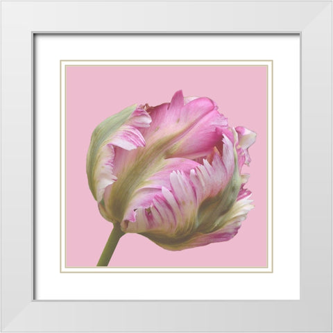 Magnificent Blossom White Modern Wood Framed Art Print with Double Matting by Lewis, Sheldon