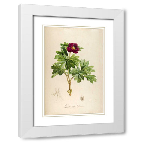 Vintage Botanical 186 White Modern Wood Framed Art Print with Double Matting by Carlson, Tina