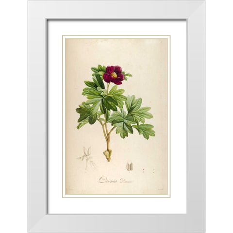 Vintage Botanical 186 White Modern Wood Framed Art Print with Double Matting by Carlson, Tina