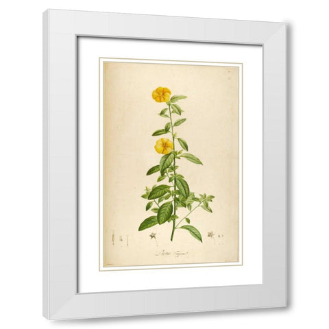 Vintage Botanical 202 White Modern Wood Framed Art Print with Double Matting by Carlson, Tina