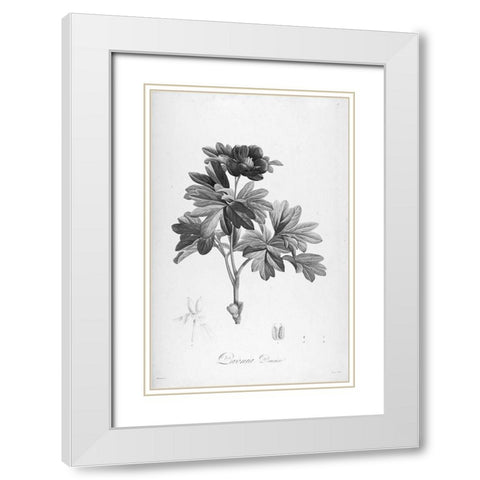 Botanical Eclipse 1 White Modern Wood Framed Art Print with Double Matting by Carlson, Tina