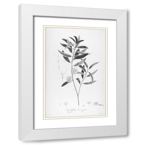 Botanical Eclipse 2 White Modern Wood Framed Art Print with Double Matting by Carlson, Tina