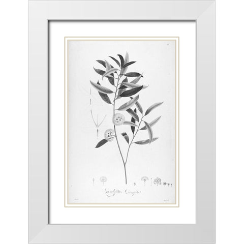 Botanical Eclipse 2 White Modern Wood Framed Art Print with Double Matting by Carlson, Tina
