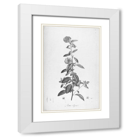 Botanical Eclipse 3 White Modern Wood Framed Art Print with Double Matting by Carlson, Tina