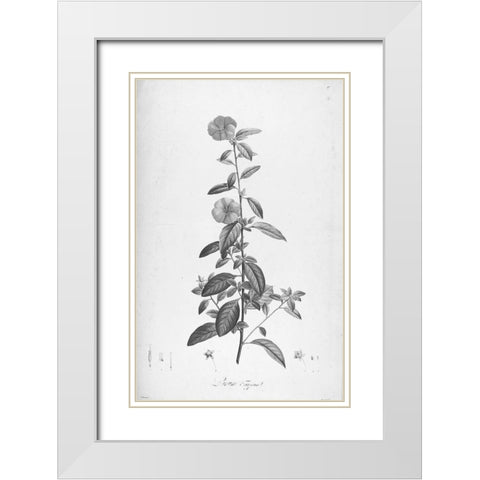 Botanical Eclipse 3 White Modern Wood Framed Art Print with Double Matting by Carlson, Tina