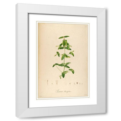 VintageBotanical 192 White Modern Wood Framed Art Print with Double Matting by Telik, Tracey