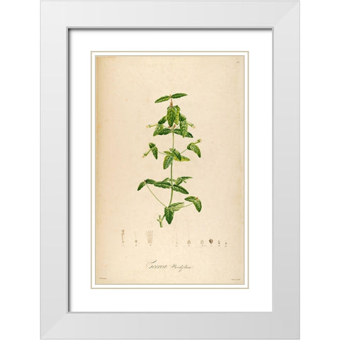 VintageBotanical 192 White Modern Wood Framed Art Print with Double Matting by Telik, Tracey