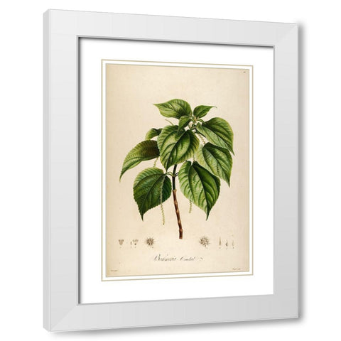 Vintage Botanical 198 White Modern Wood Framed Art Print with Double Matting by Telik, Tracey