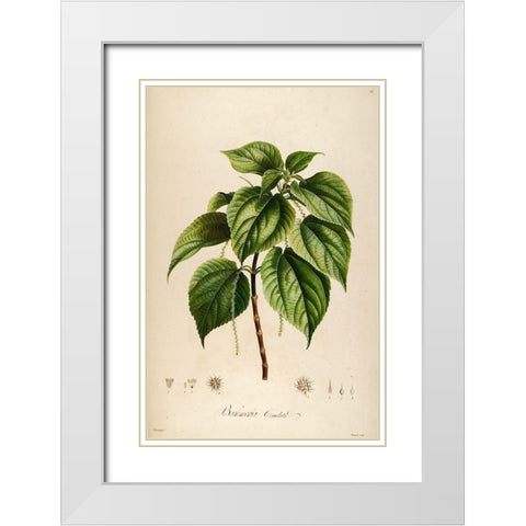 Vintage Botanical 198 White Modern Wood Framed Art Print with Double Matting by Telik, Tracey
