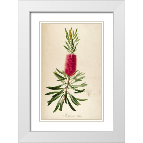 Bottle Brush White Modern Wood Framed Art Print with Double Matting by Carlson, Tina