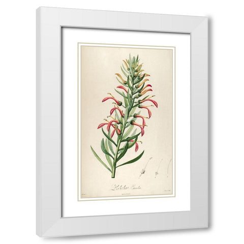 Lobelia Excelsa White Modern Wood Framed Art Print with Double Matting by Carlson, Tina