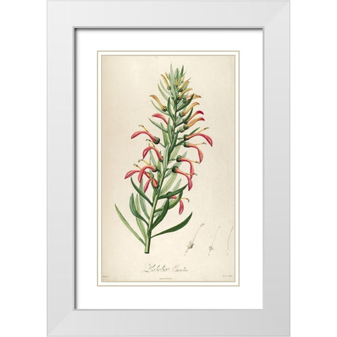 Lobelia Excelsa White Modern Wood Framed Art Print with Double Matting by Carlson, Tina