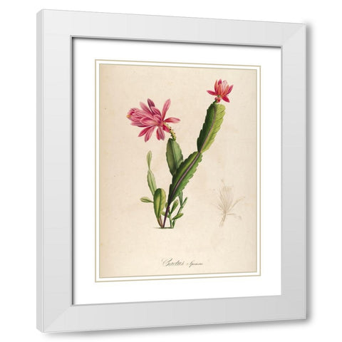 Cactus Speciosus White Modern Wood Framed Art Print with Double Matting by Carlson, Tina