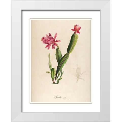 Cactus Speciosus White Modern Wood Framed Art Print with Double Matting by Carlson, Tina