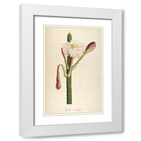 Cactus Ambiguus White Modern Wood Framed Art Print with Double Matting by Carlson, Tina