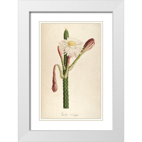 Cactus Ambiguus White Modern Wood Framed Art Print with Double Matting by Carlson, Tina