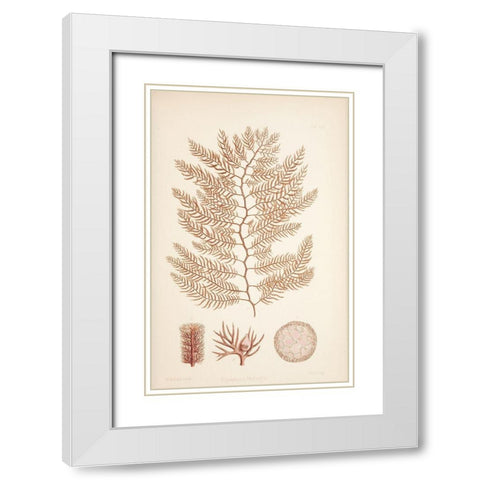 Polysiphonia Coral White Modern Wood Framed Art Print with Double Matting by Carlson, Tina