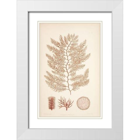 Polysiphonia Coral White Modern Wood Framed Art Print with Double Matting by Carlson, Tina