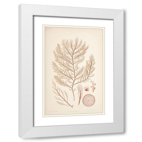 Rodomela Coral White Modern Wood Framed Art Print with Double Matting by Carlson, Tina