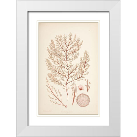 Rodomela Coral White Modern Wood Framed Art Print with Double Matting by Carlson, Tina