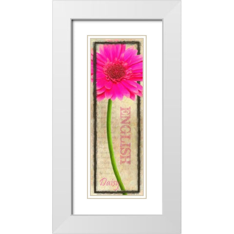 ENGLISH DAISY White Modern Wood Framed Art Print with Double Matting by Greene, Taylor