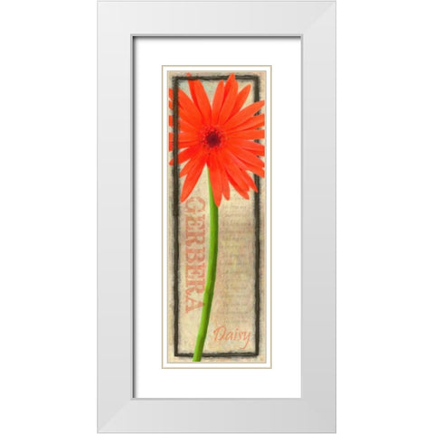 GERBERA DAISY White Modern Wood Framed Art Print with Double Matting by Greene, Taylor