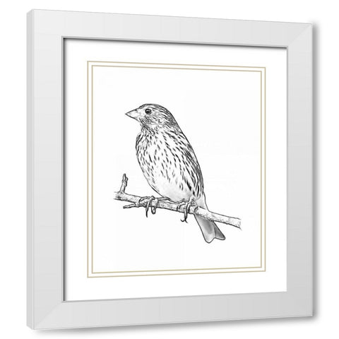 Sketch Bird II White Modern Wood Framed Art Print with Double Matting by Greene, Taylor
