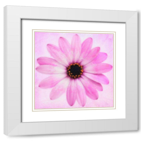 DAISY CHAIN 4 White Modern Wood Framed Art Print with Double Matting by Greene, Taylor