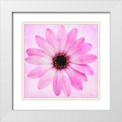 DAISY CHAIN 4 White Modern Wood Framed Art Print with Double Matting by Greene, Taylor