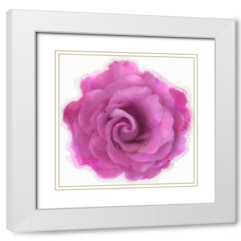 Pink Rose White Modern Wood Framed Art Print with Double Matting by Greene, Taylor