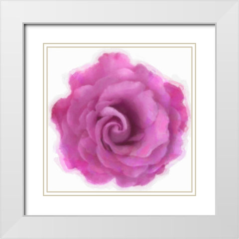 Pink Rose White Modern Wood Framed Art Print with Double Matting by Greene, Taylor