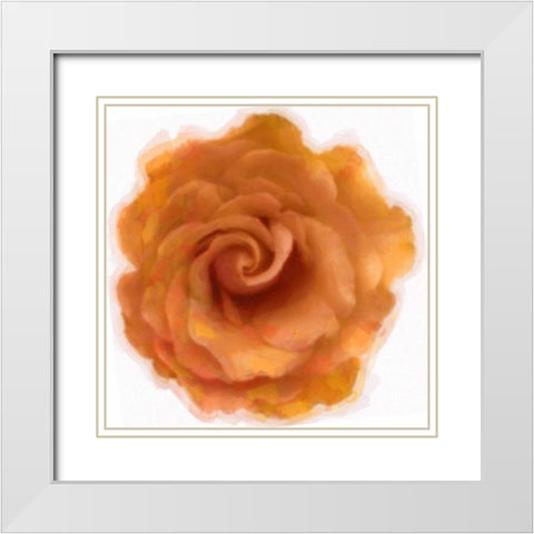 Orange Rose White Modern Wood Framed Art Print with Double Matting by Greene, Taylor